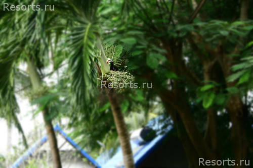 Coral Island Resort 52